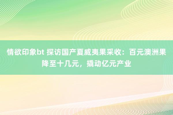 情欲印象bt 探访国产夏威夷果采收：百元澳洲果降至十几元，撬动亿元产业